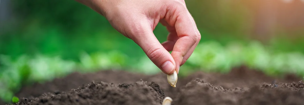 Person legt Samen in Erde